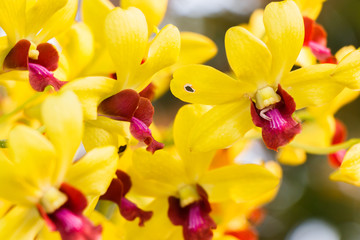 Obraz na płótnie Canvas Yellow Orchid Flower on Nature Background