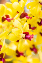 Yellow Orchid Flower on Nature Background