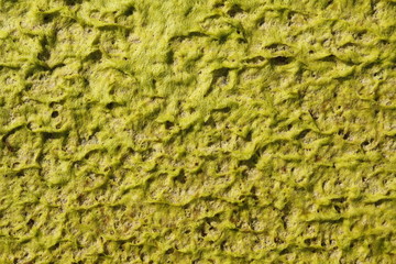 Moss or lichen texture