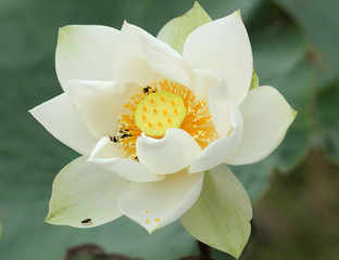 White lotus