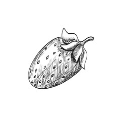 Sketch strawberry