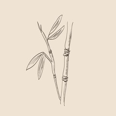 Bamboo Sketch