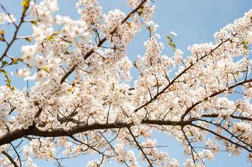 桜