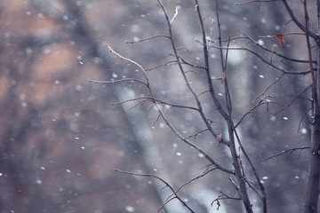 background macro tree winter