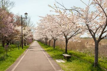 桜並木の道