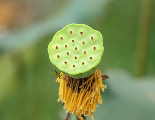 Lotus seed pod