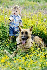 baby boy and dog Shepherd on the background of flower fields