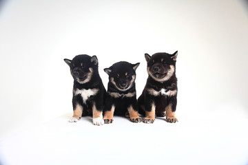 group of puppies on a white background