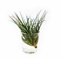 Tillandsia air plant on a water pot, on a isolated white backgro