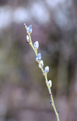 Branch of a blossoming pussy willow