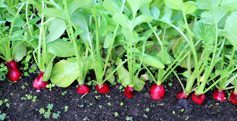 Ripe oval red radishes