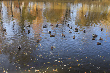 a flock of ducks on the water