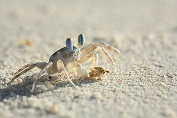 beach crab on the sand