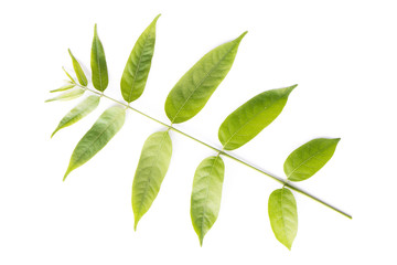 Green leaves on white background