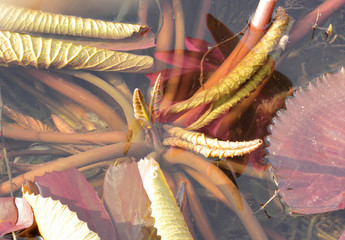 Bud pink lotus in a pond