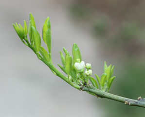lemon blossom, selective focus on the flower
