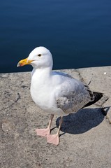 Seagull standing at the side of the dock, Liverpool.
