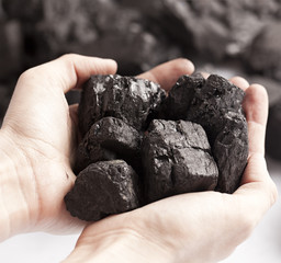 Two clean hands holding lumps of black coal in focus