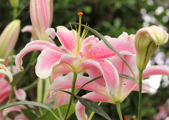 beautiful pink lily in a garden