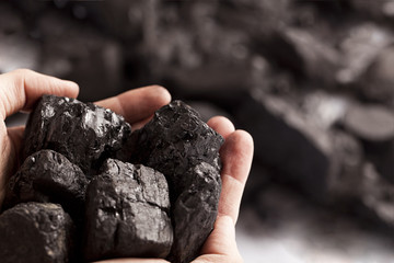 Two white hands holding lumps of black coal in focus - obrazy, fototapety, plakaty