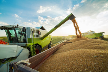 Combine harvester in action on wheat field, unloading grains