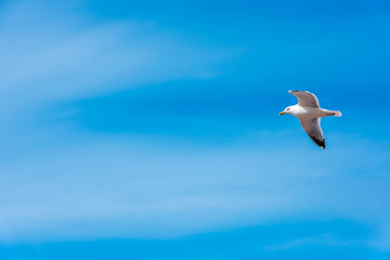 White seagull on bright blue sky background