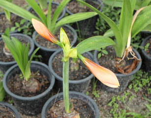 Hippeastrum  flower thailand name wan si tid