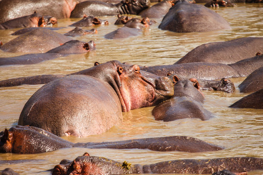 hippopotamus in hippo pool