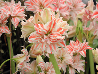 Hippeastrum  flower thailand name wan si tid