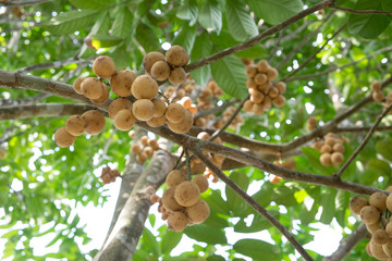 Longkong - Thai fruit
