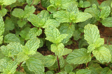 Kitchen Mint