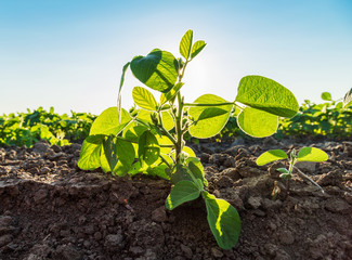 Green soybean plants close-up shot, mixed organic and gmo