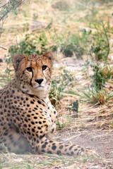 Wild cheetah paying attention