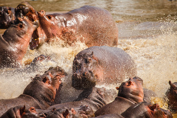 hippopotamus in hippo pool