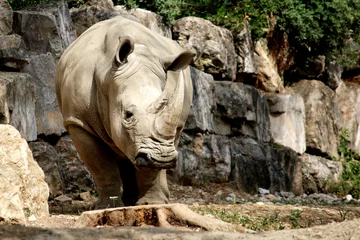 Crédence de cuisine en verre imprimé Rhinocéros Rhinocéros blanc faisant attention