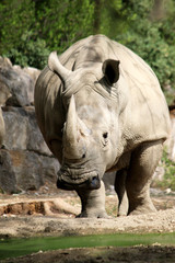 White rhinoceros paying attention