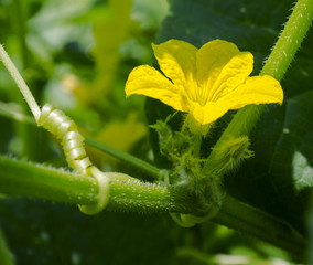 Fototapeta premium Cucumber Vine and Flower