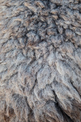 natural fleece sheepskin closed up grey color