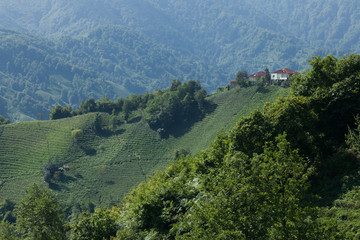 tea plantations in northeastern Turkey
