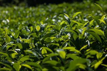 tea plantation in northeastern Turkey
