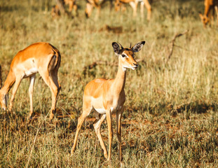 Impala in wild
