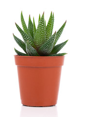 Haworthia Mix, cactus, succulent plant on white background