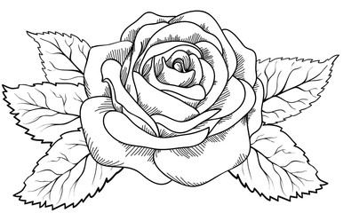 beautiful rose in the style of black and white engraving. - obrazy, fototapety, plakaty