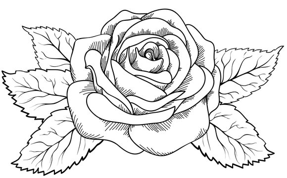 beautiful rose in the style of black and white engraving.