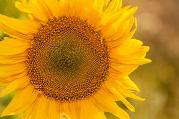 Obraz premium Close up sunflower details in natural light