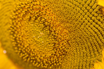 Close up sunflower details in natural light
