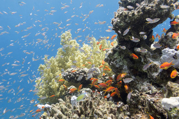 Plakat coral reef with fishes Anthias in tropical sea, underwater