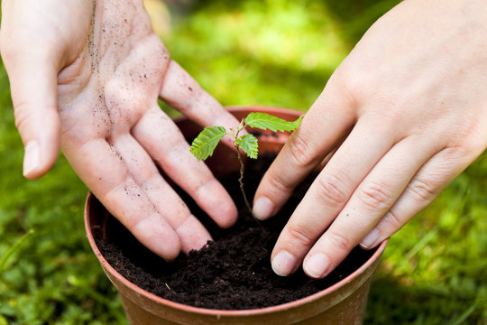 planting little try in a flower pot, new life concept