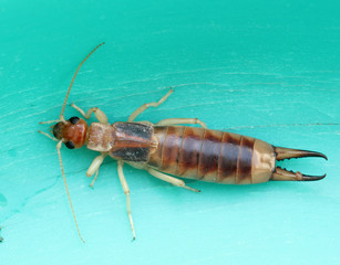 Earwig