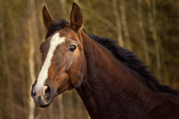 Portrait of hanoverian horse